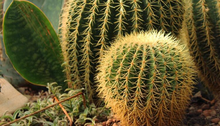 عکس استوک کاکتوس   Photos Cactus 14 JPGs
