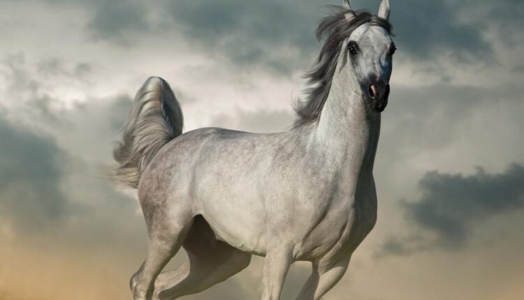 دانلود عکس استوک اسب   Photo Horse 9xJPGs