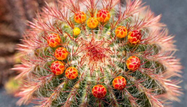 عکس استوک کاکتوس   Photos Cactus 14 JPGs