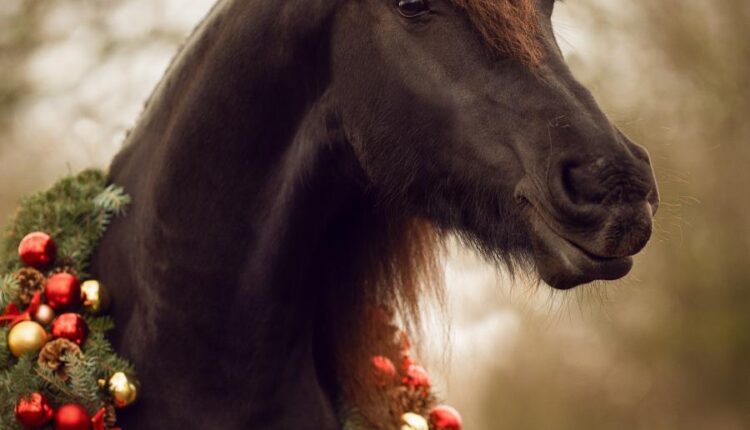 دانلود عکس استوک اسب   Photo Horse 9xJPGs