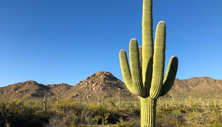 عکس استوک کاکتوس   Photos Cactus 14 JPGs