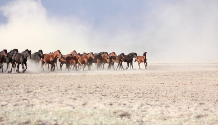 دانلود عکس استوک اسب   Photo Horse 9xJPGs