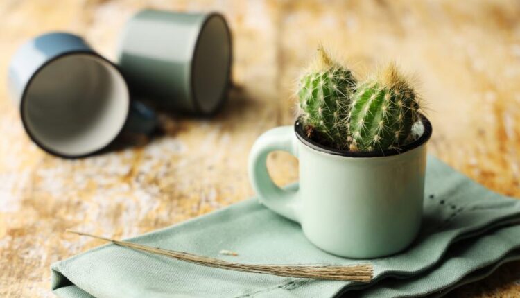 عکس استوک کاکتوس   Photos Cactus 14 JPGs