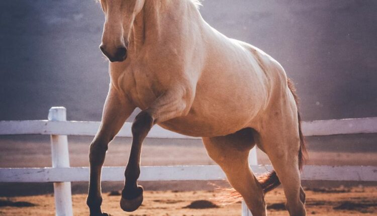 دانلود عکس استوک اسب   Photo Horse 9xJPGs