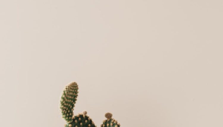 عکس استوک کاکتوس   Photos Cactus 14 JPGs