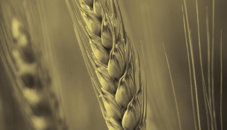 عکس استوک گندم و مزرعه گندم   Photos Field Of Wheat 8 JPGs