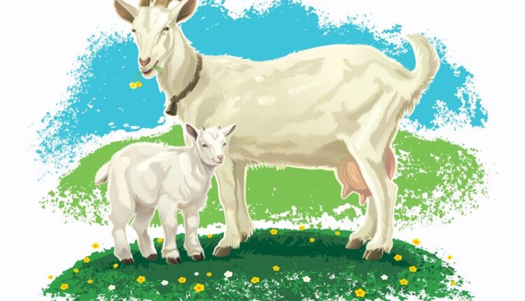 وکتور مزرعه و بز و گوسفند