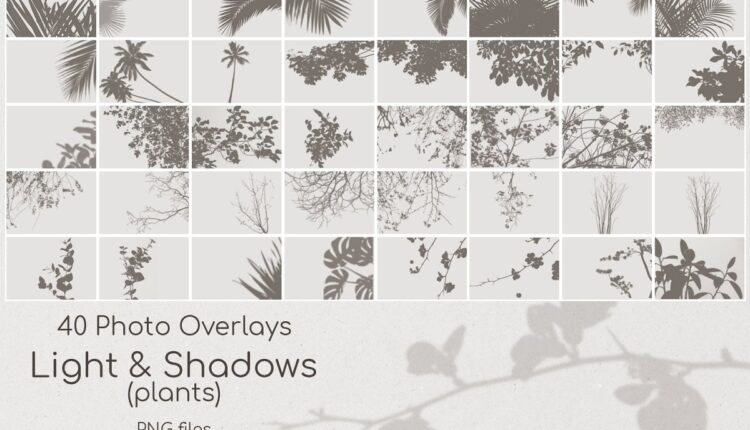 تصاویر پی ان جی سایه های درخت و گیاه   Plant Shadows Overlays