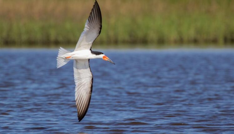 تصویر زمینه پرنده