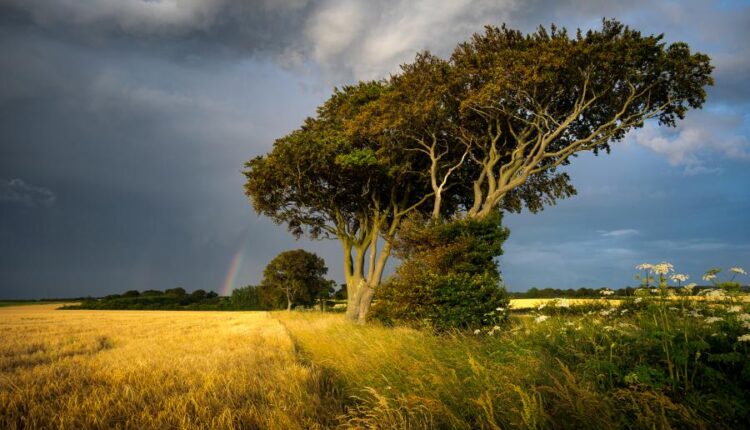 سری سیزدهم تصویر زمینه