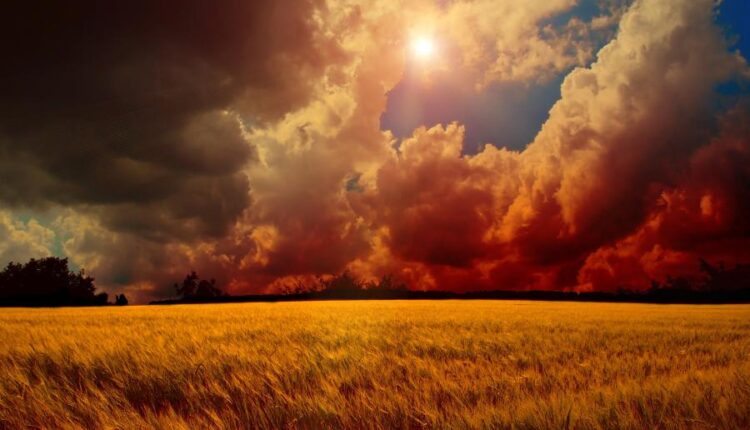 تصویر زمینه گندم