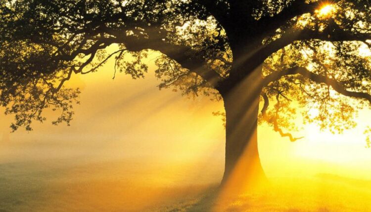 تصویر زمینه تابستانی