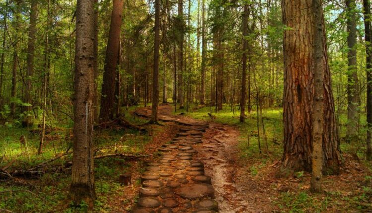 تصویر زمینه جنگل