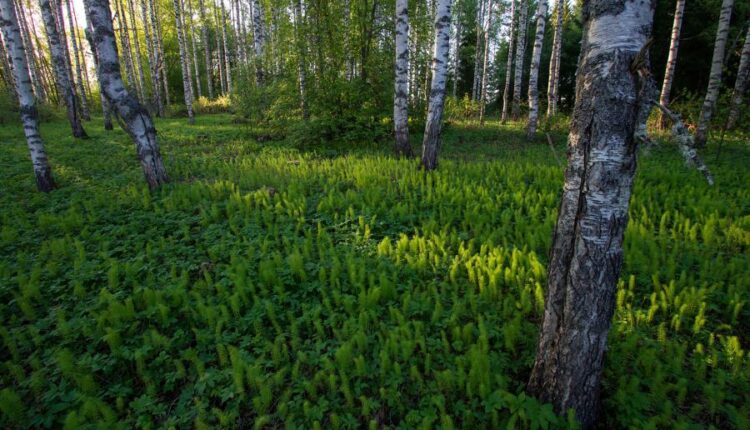 تصویر زمینه طبیعت