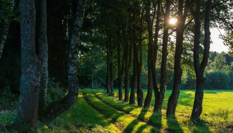 تصویر زمینه درختان