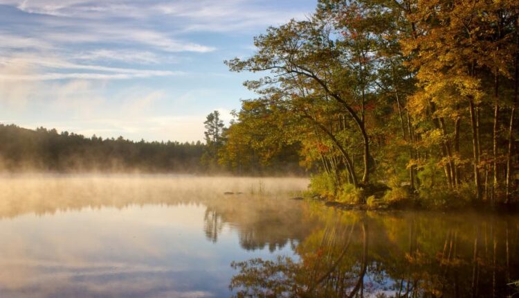 والپپپر طبیعت