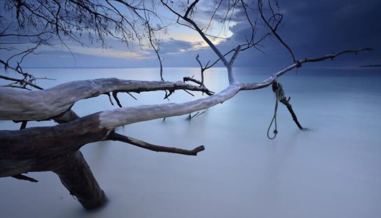 والپپپر طبیعت