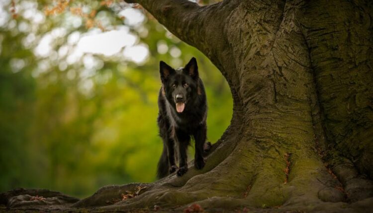 سری چهاردهم والپیپر های متنوع با کیفیت   Beautiful Wallpapers