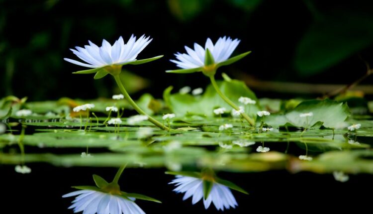 سری چهاردهم والپیپر های متنوع با کیفیت   Beautiful Wallpapers