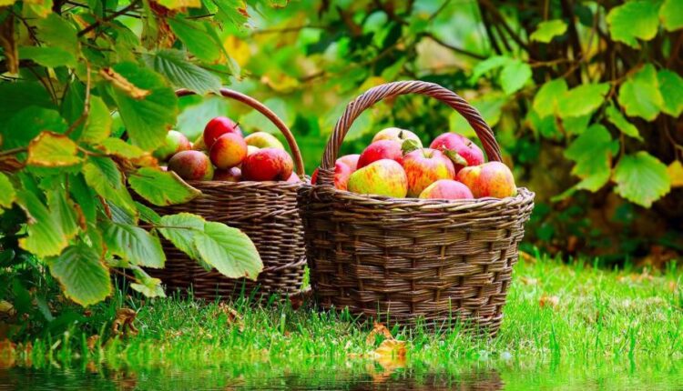 سری چهاردهم والپیپر های متنوع با کیفیت   Beautiful Wallpapers