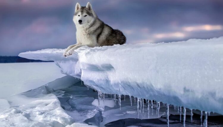 سری چهاردهم والپیپر های متنوع با کیفیت   Beautiful Wallpapers