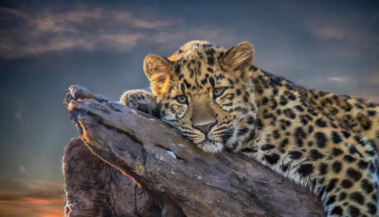 سری چهاردهم والپیپر های متنوع با کیفیت   Beautiful Wallpapers