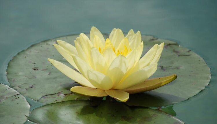 سری چهاردهم والپیپر های متنوع با کیفیت   Beautiful Wallpapers