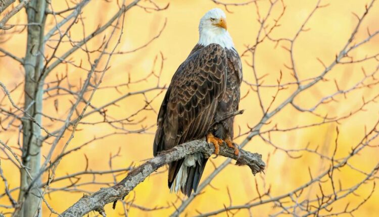 سری چهاردهم والپیپر های متنوع با کیفیت   Beautiful Wallpapers