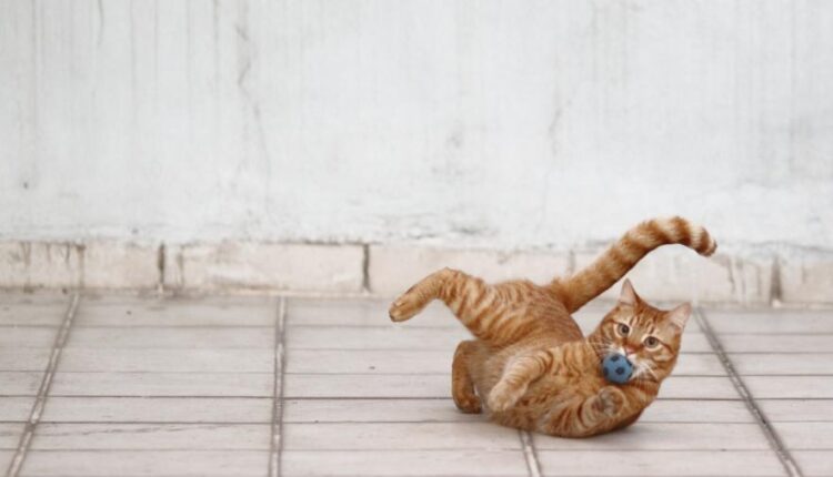 سری چهاردهم والپیپر های متنوع با کیفیت   Beautiful Wallpapers