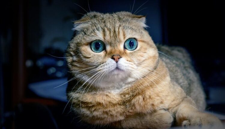 سری چهاردهم والپیپر های متنوع با کیفیت   Beautiful Wallpapers