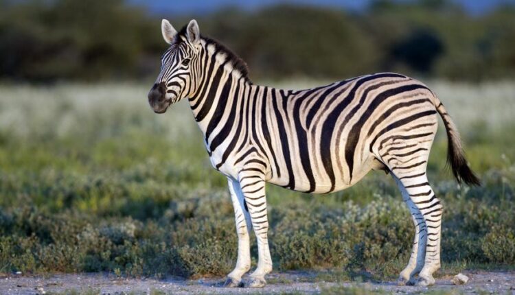 سری چهاردهم والپیپر های متنوع با کیفیت   Beautiful Wallpapers