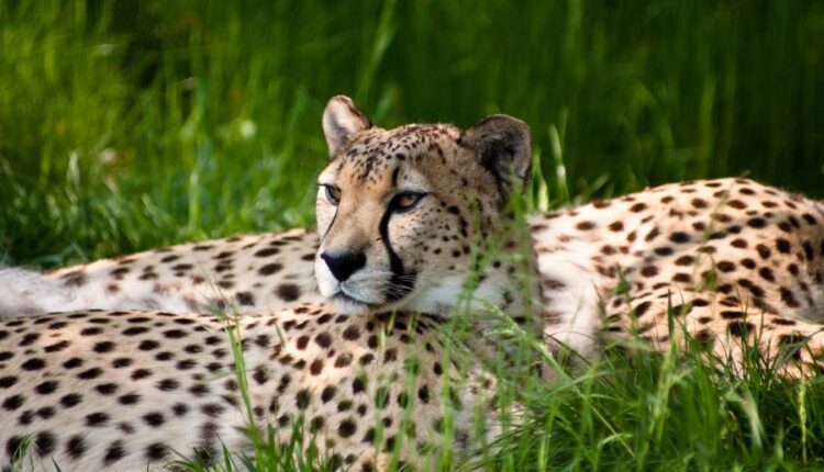 تصویر زمینه پلنگ