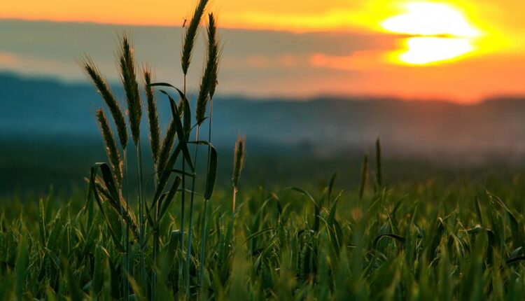 عکس زمینه 4K