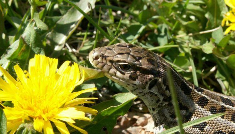 تصویر زمینه حیوانات