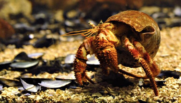 تصویر زمینه HD