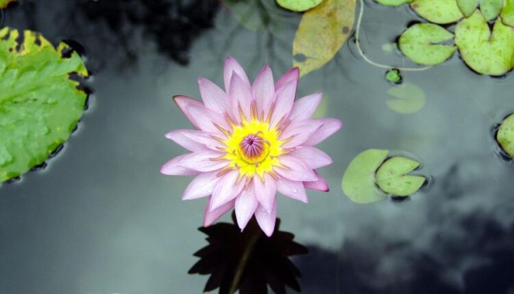 تصویر زمینه گل