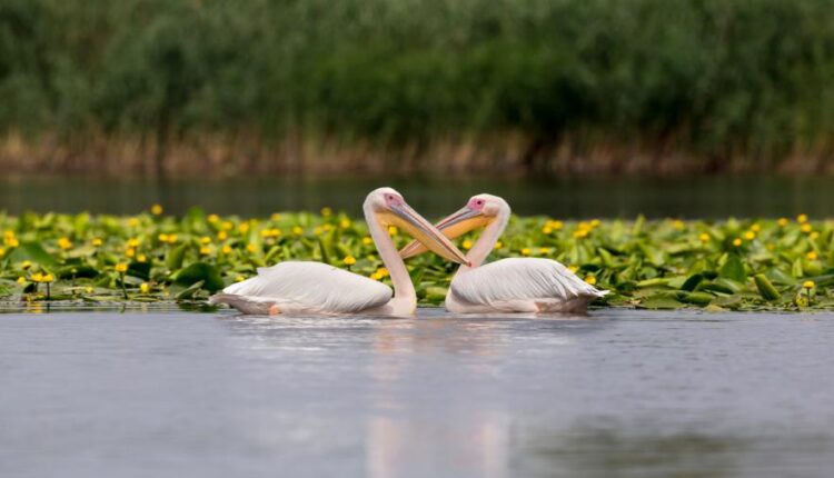 تصویر زمینه عاشقانه