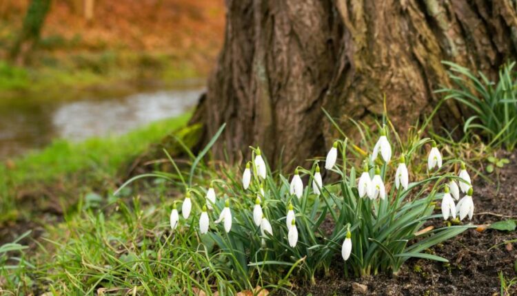 تصویر زمینه طبیعت