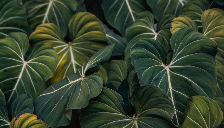 تصویر زمینه 4K