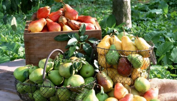 عکس زمینه میوه