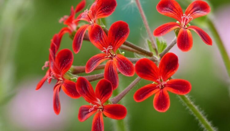 عکس زمینه گل