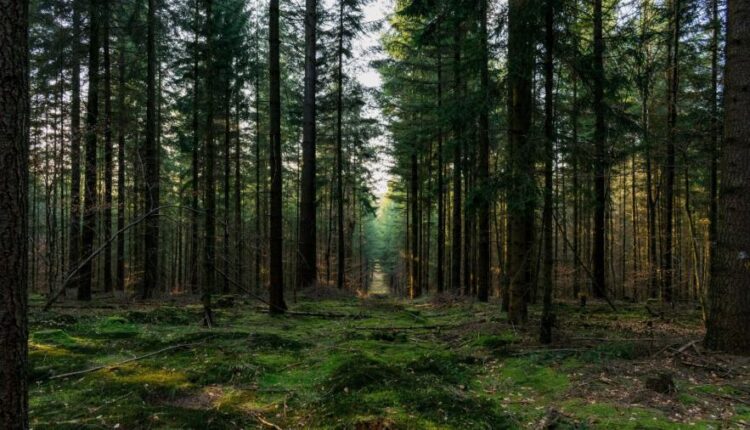 عکس زمینه طبیعت