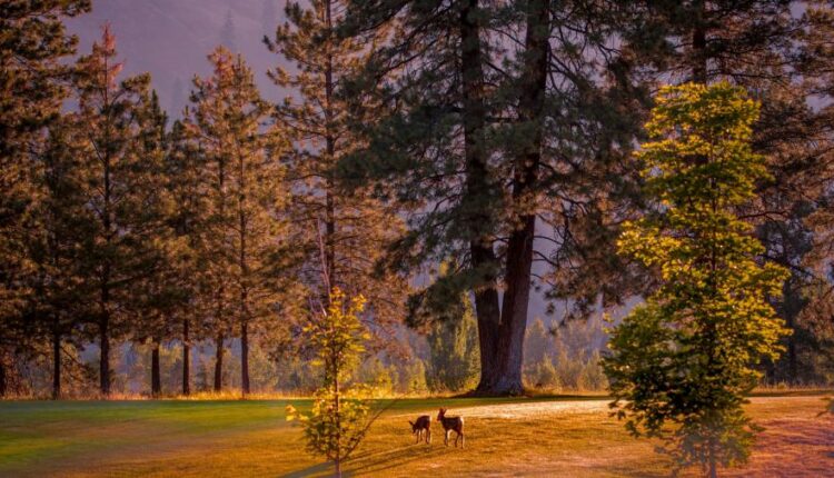 عکس زمینه طبیعت