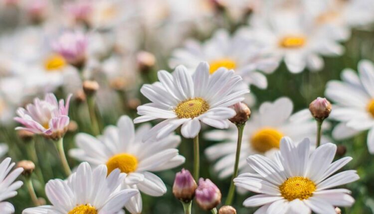 عکس زمینه گل