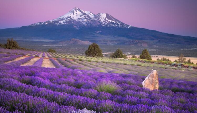 تصویر زمینه بنفش