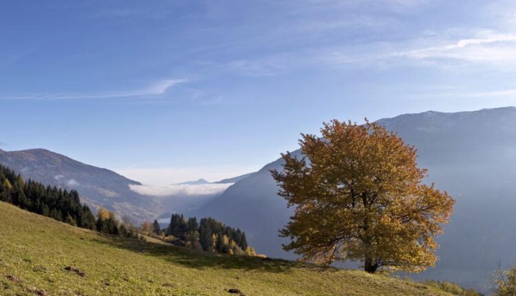 تصویر زمینه طبیعت