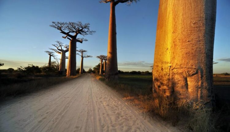 عکس زمینه درخت