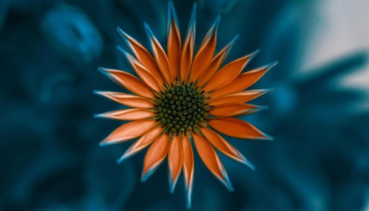 تصویر زمینه گل