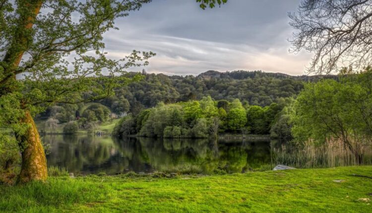 تصویر زمینه جنگل