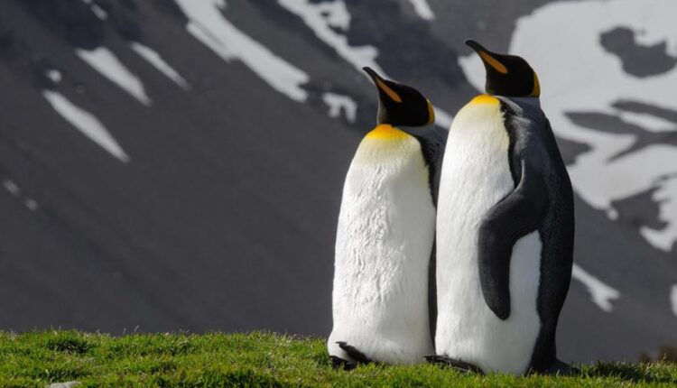 تصویر زمینه پنگوئن